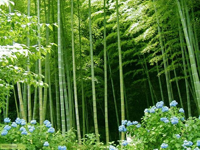 گیاه بامبو گیاهی تجدید پذیر است و سرعت بالایی دارد