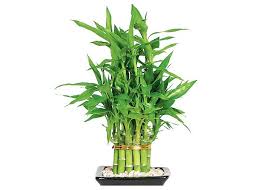 بامبو یکی از گیاهان تجدید پذیر است